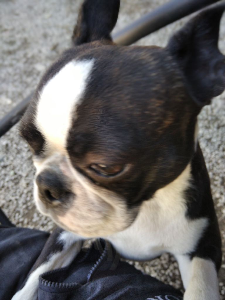 Vipéryne De la tour Ranquin