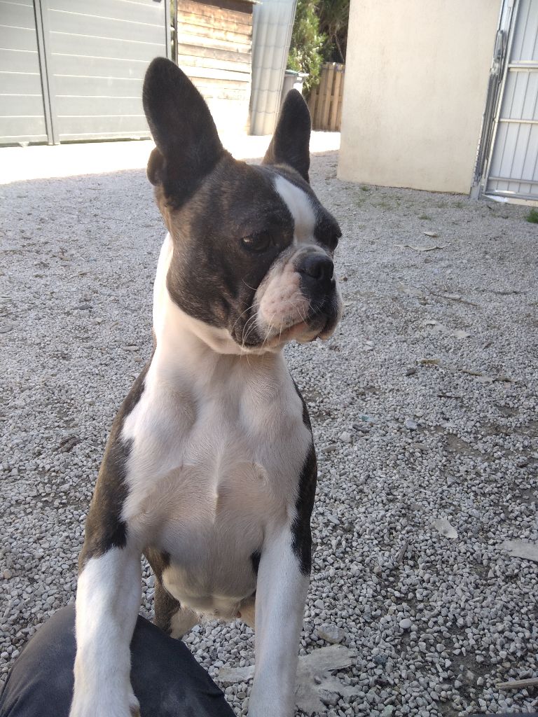 Valkyrie De la tour Ranquin