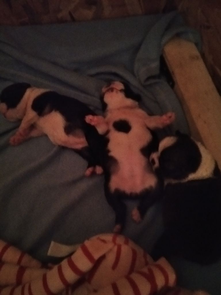 Aurélia Guinchard - Boston Terrier - Portée née le 07/07/2022