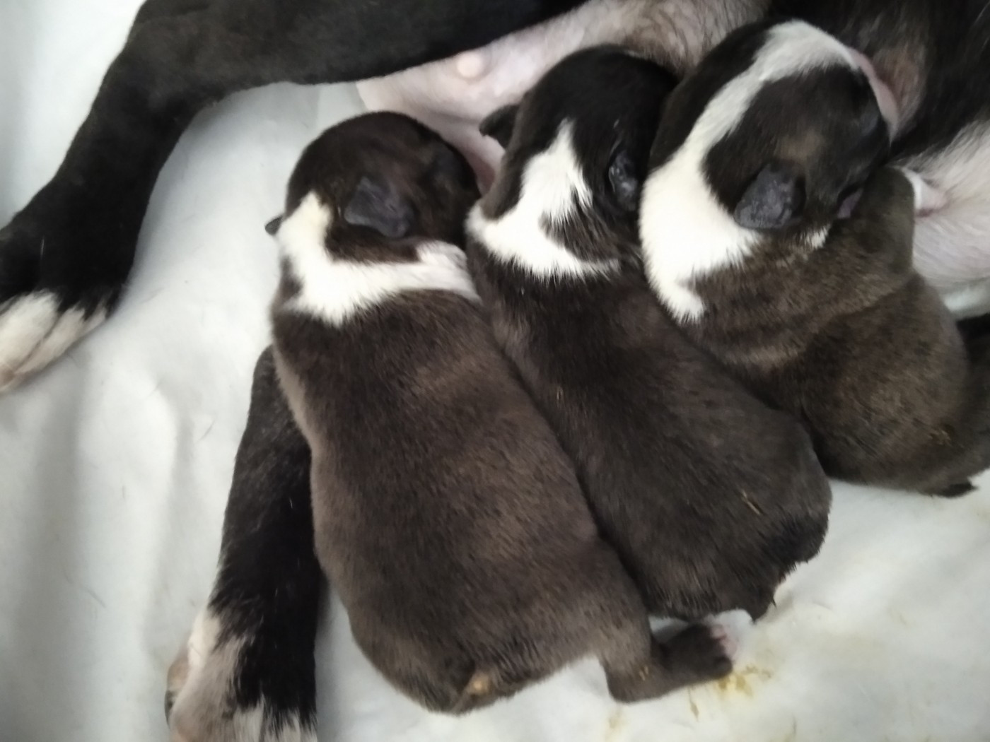 Chiot Boston Terrier Aurélia Guinchard