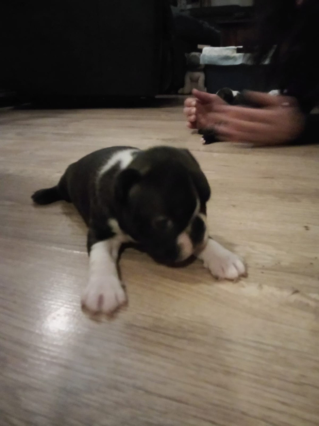 Aurélia Guinchard - Chiots disponibles - Boston Terrier