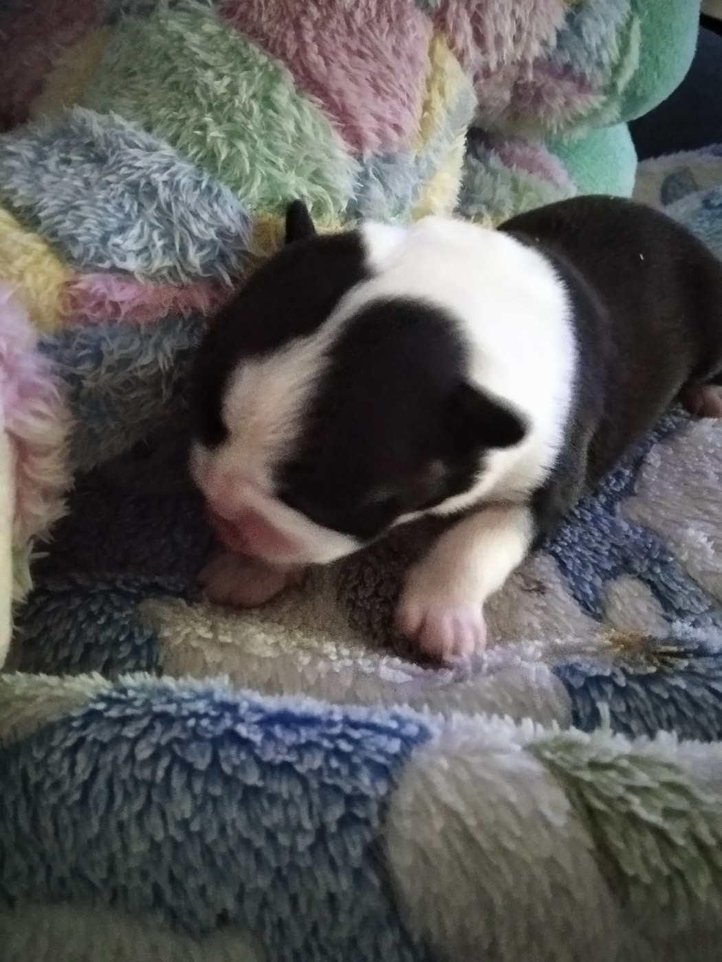 Aurélia Guinchard - Chiots disponibles - Boston Terrier