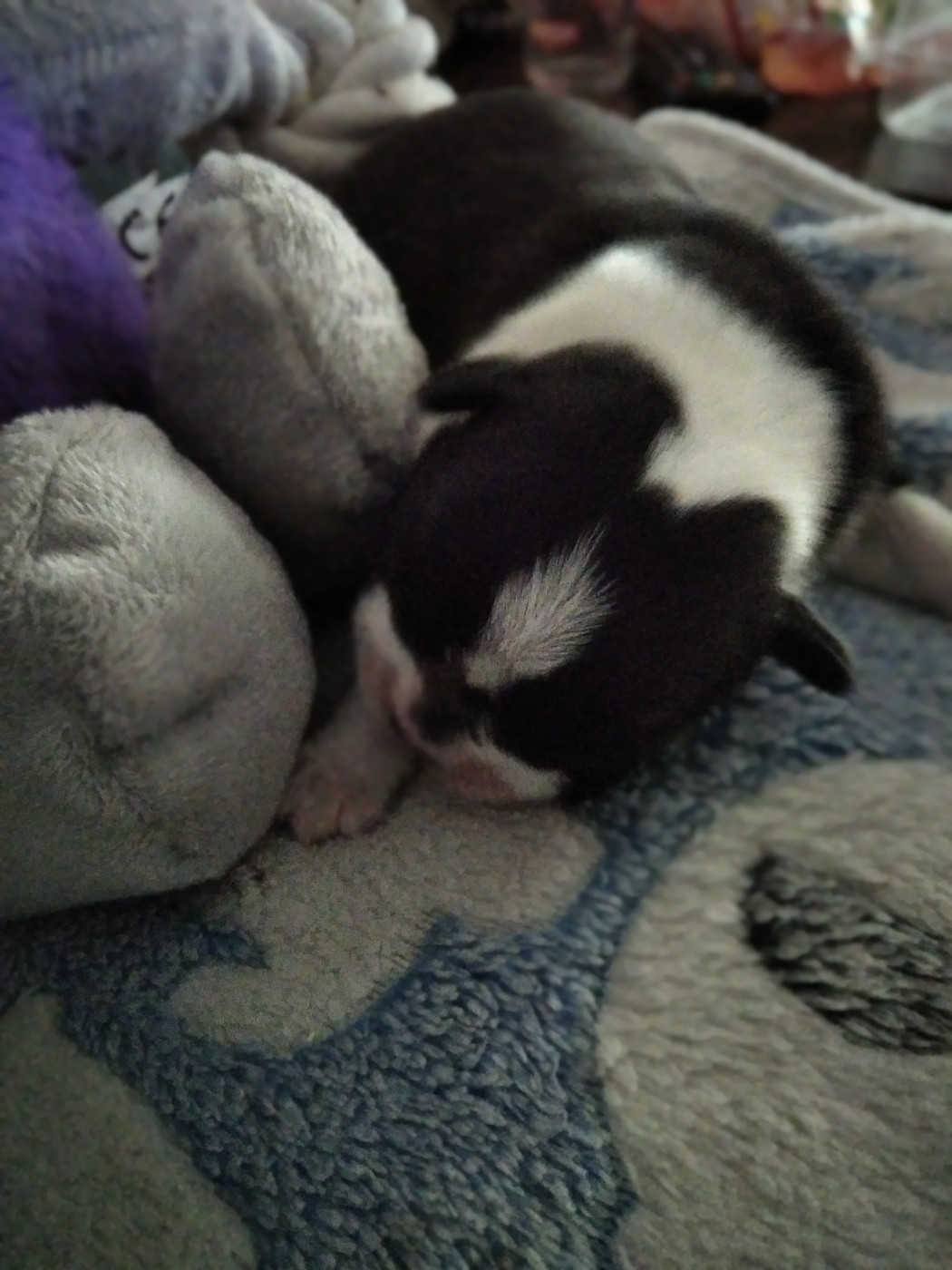 Aurélia Guinchard - Chiots disponibles - Boston Terrier