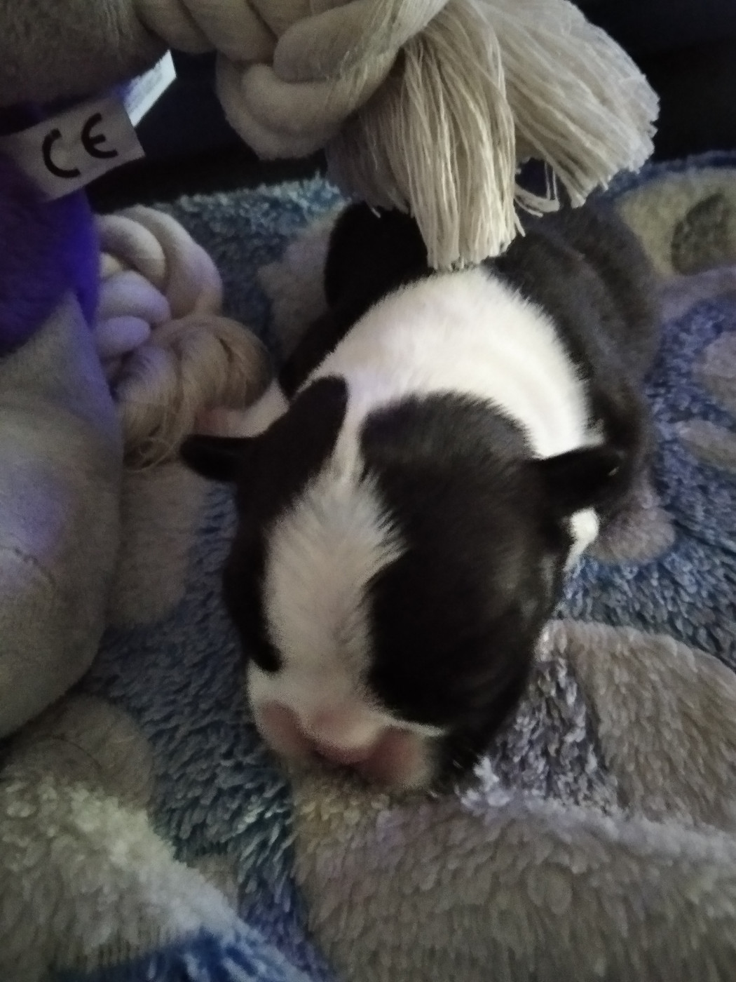 Aurélia Guinchard - Chiots disponibles - Boston Terrier