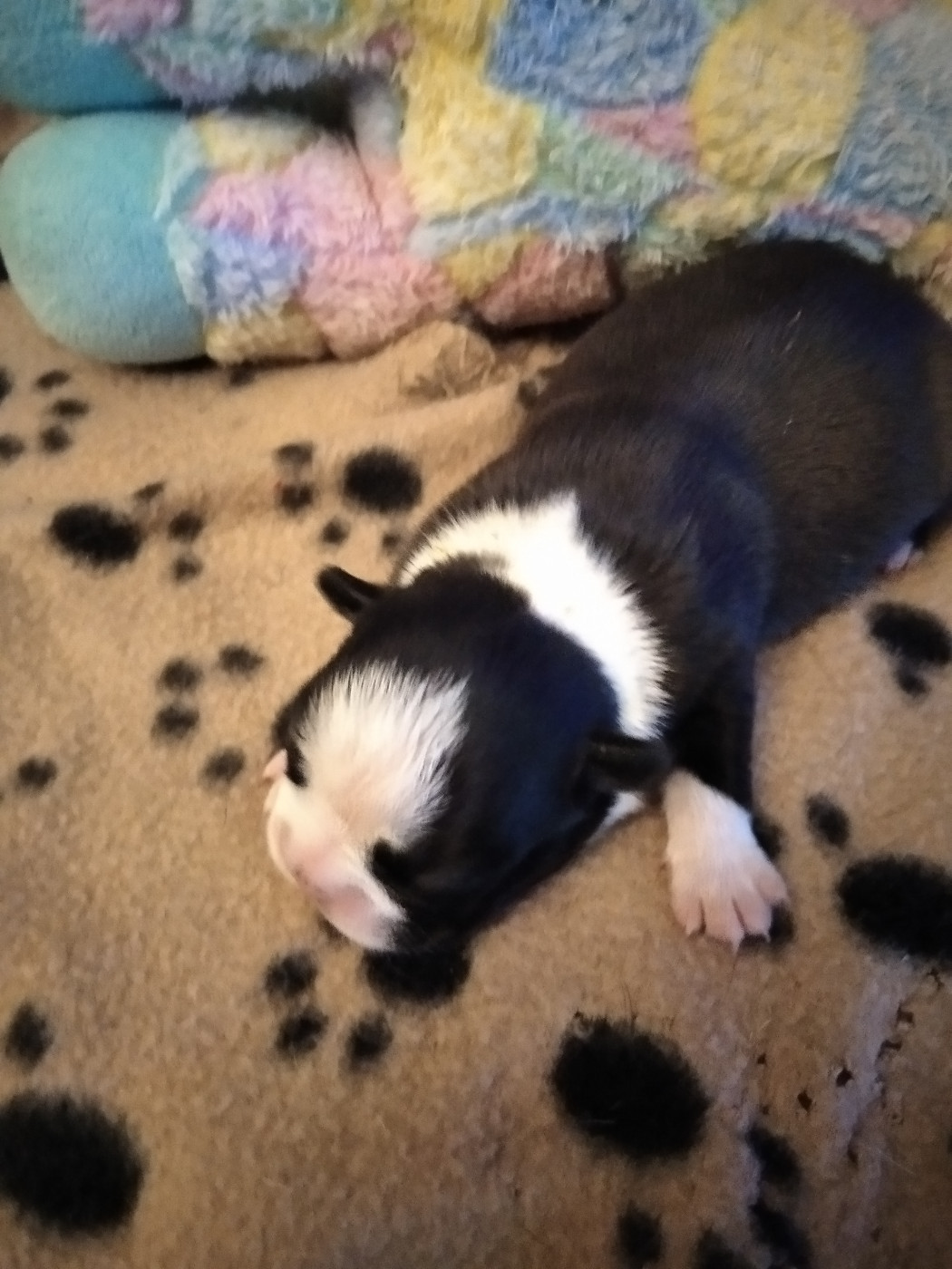 Aurélia Guinchard - Chiots disponibles - Boston Terrier