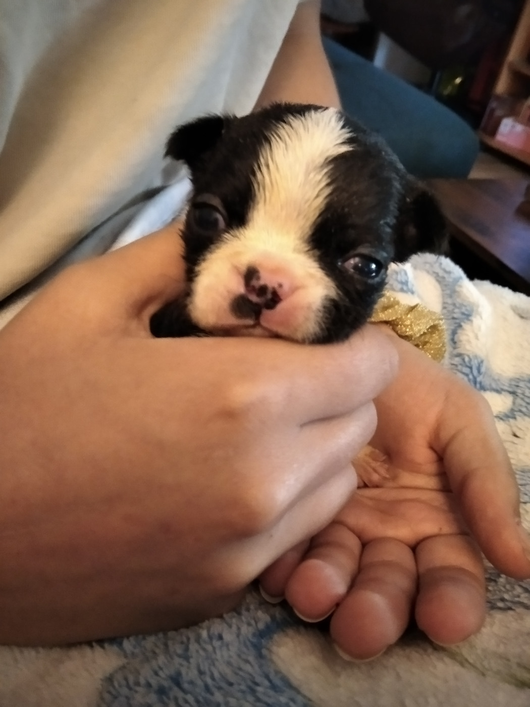 Aurélia Guinchard - Chiots disponibles - Boston Terrier