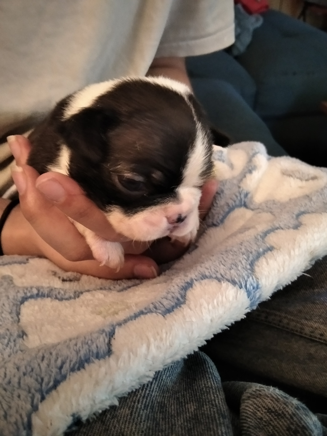 Aurélia Guinchard - Chiots disponibles - Boston Terrier