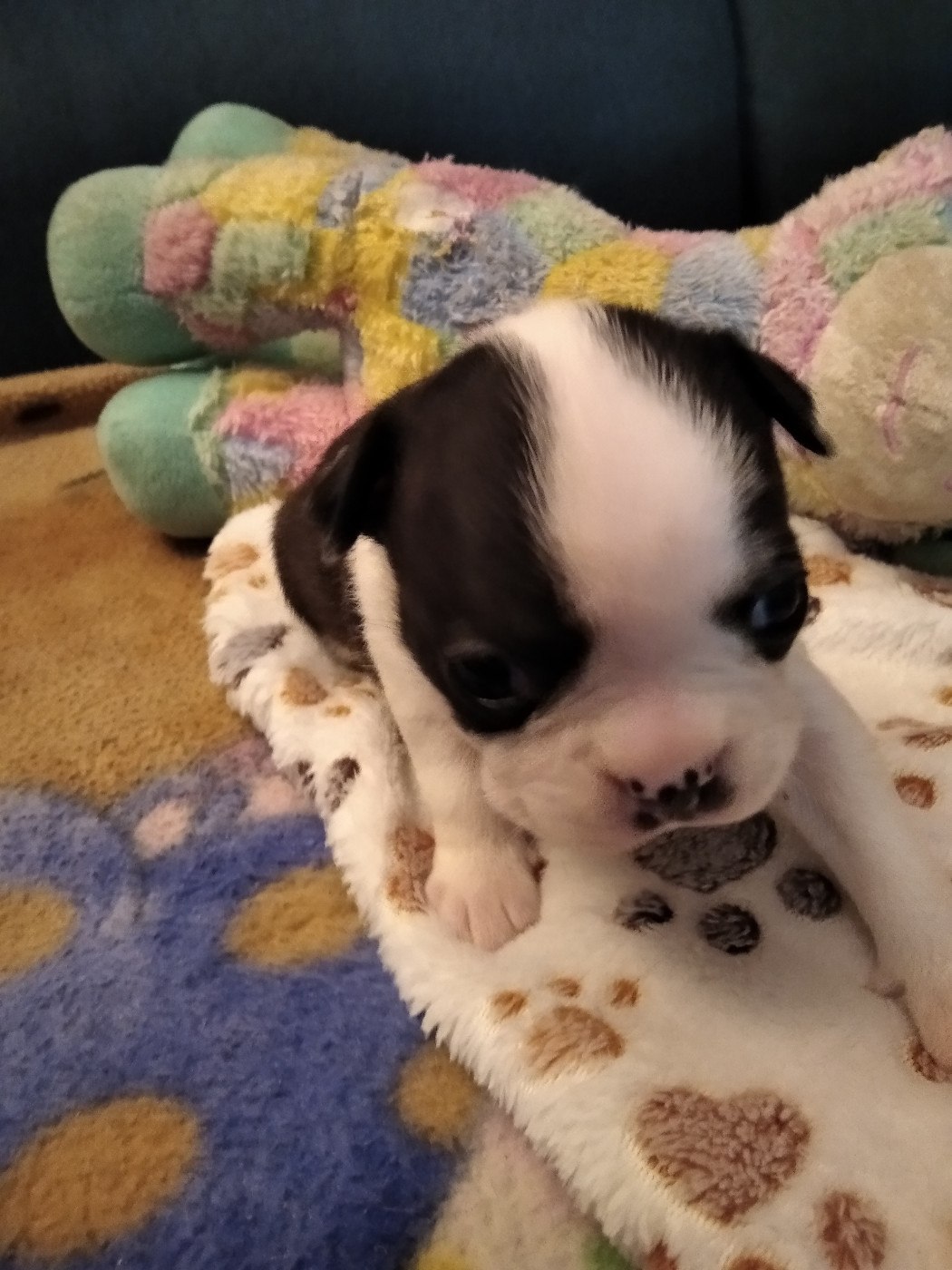 Aurélia Guinchard - Chiots disponibles - Boston Terrier