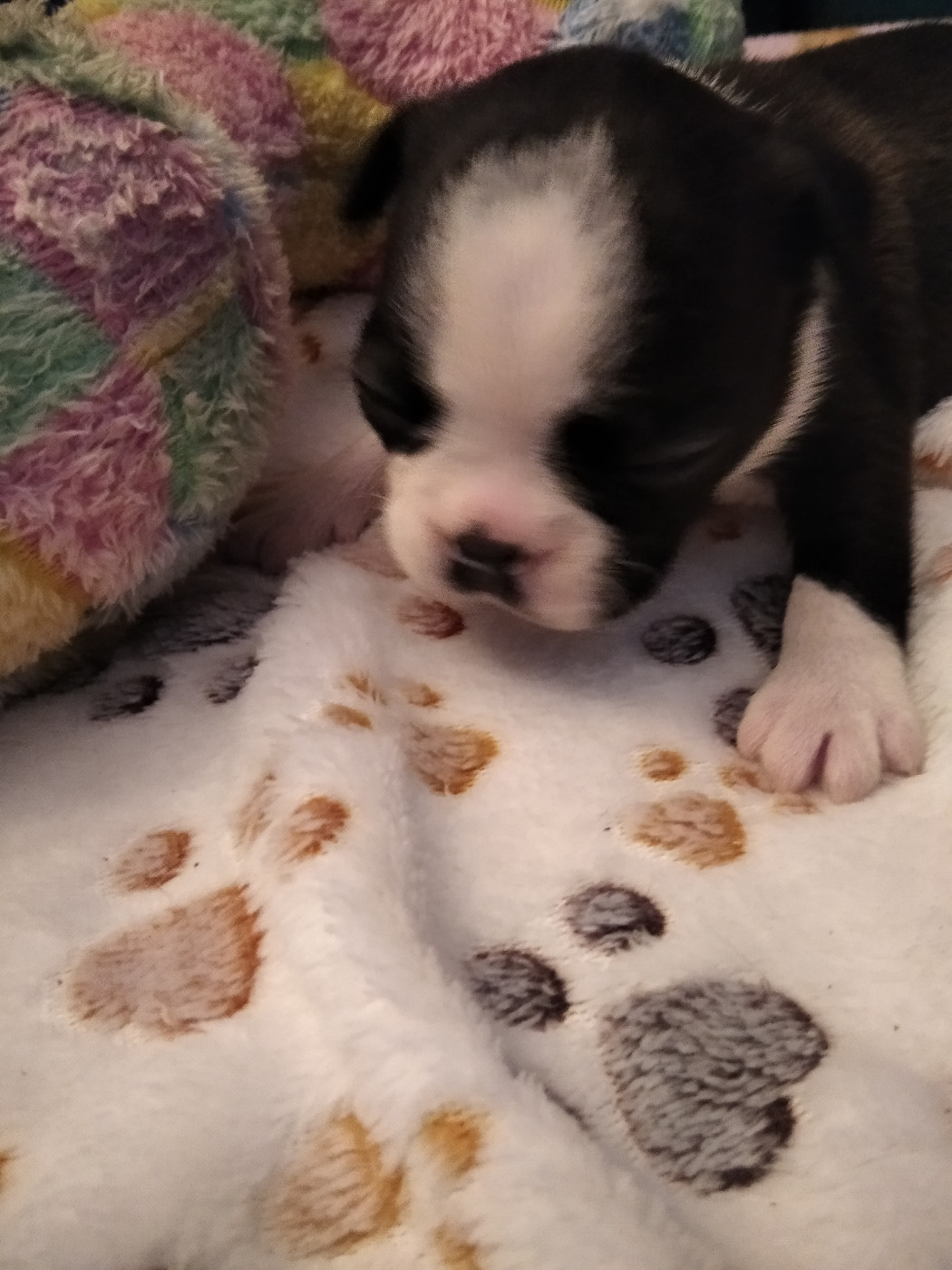 Aurélia Guinchard - Chiots disponibles - Boston Terrier