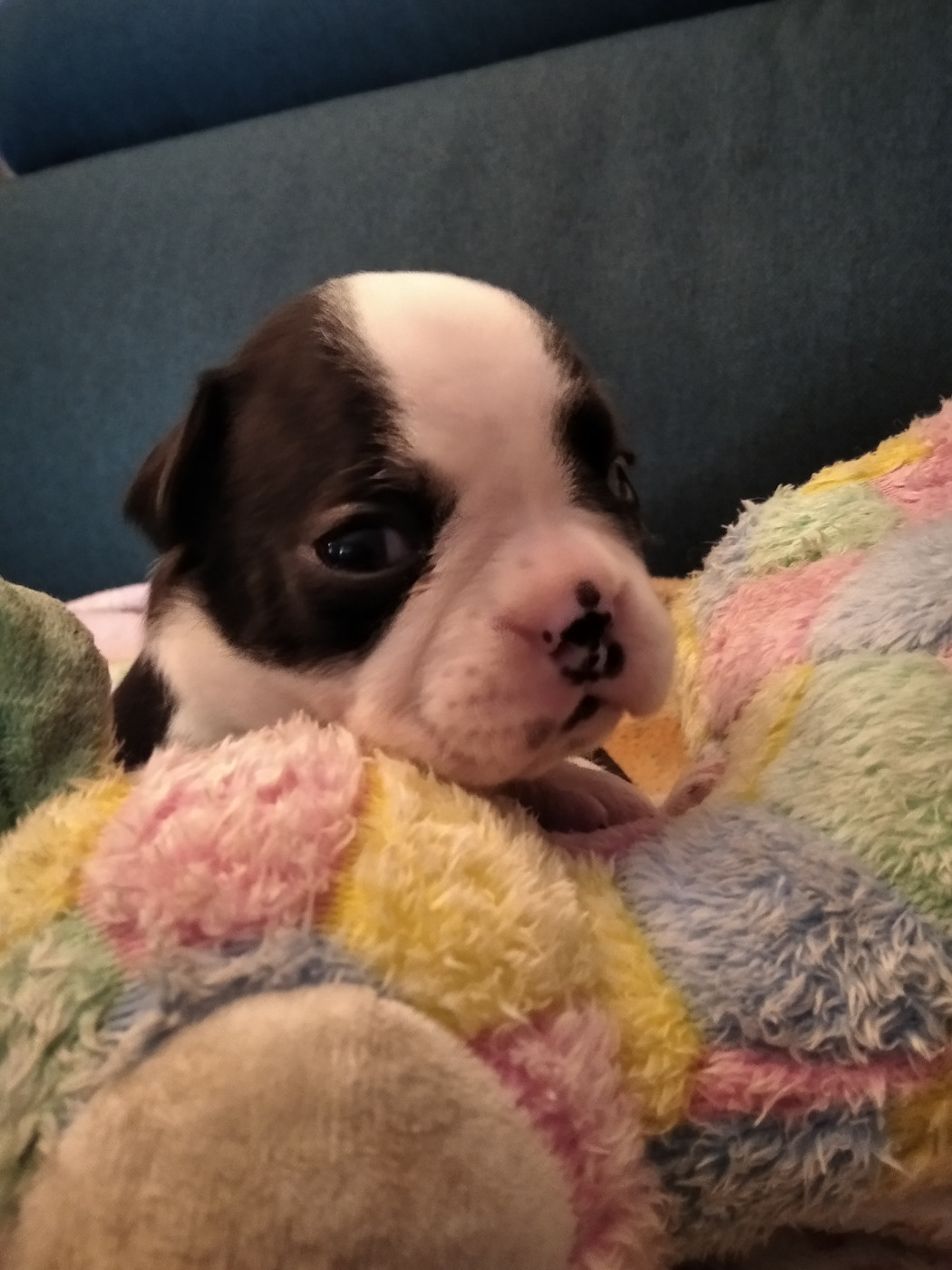 Aurélia Guinchard - Chiots disponibles - Boston Terrier