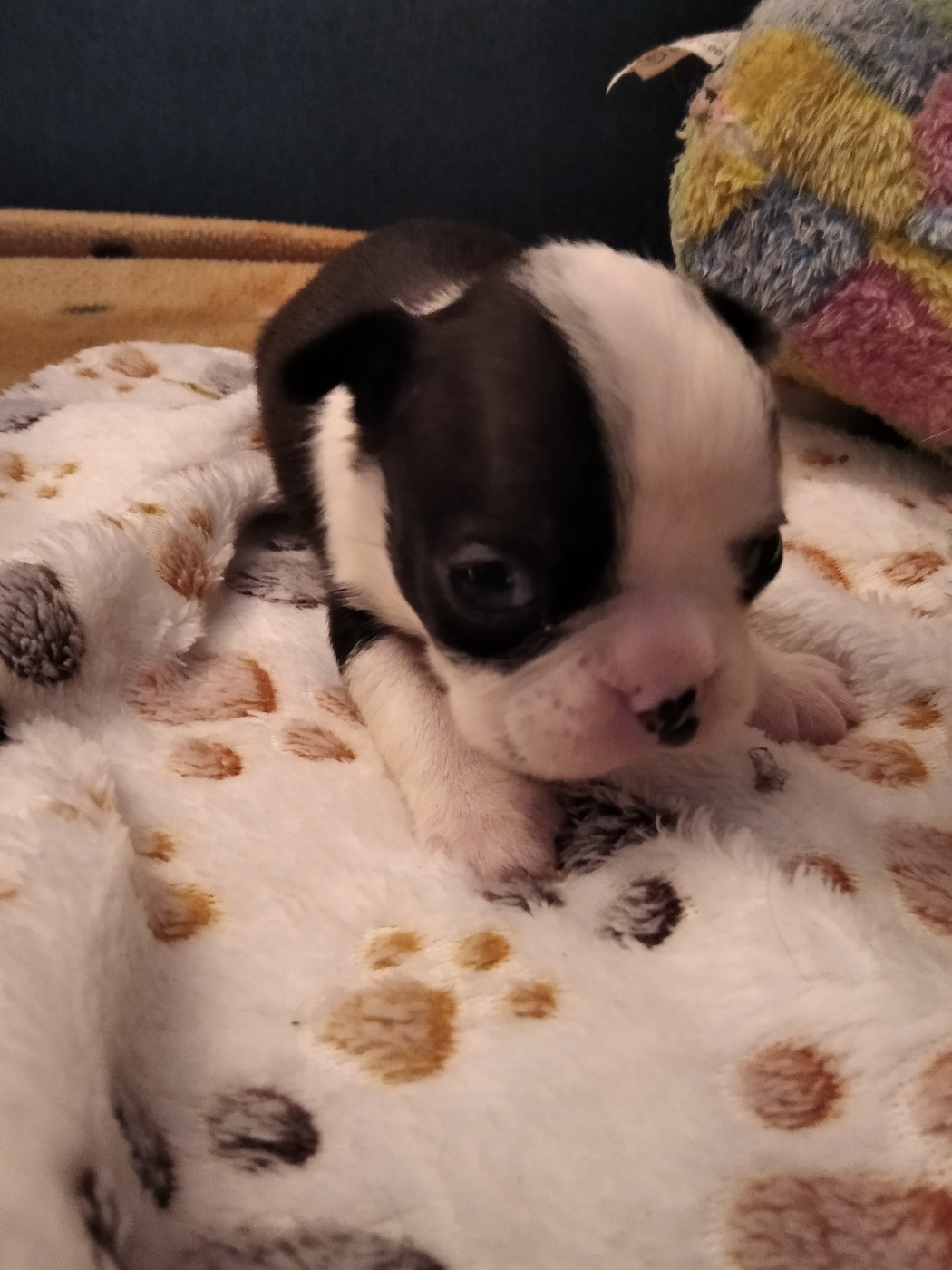 Aurélia Guinchard - Chiots disponibles - Boston Terrier