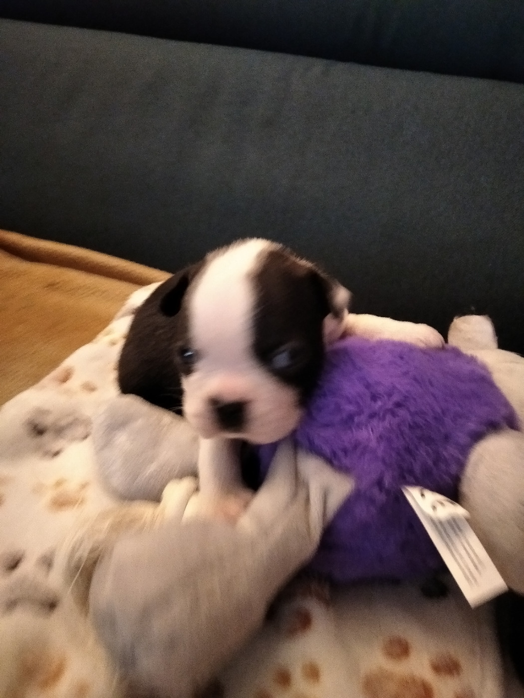 Aurélia Guinchard - Chiots disponibles - Boston Terrier