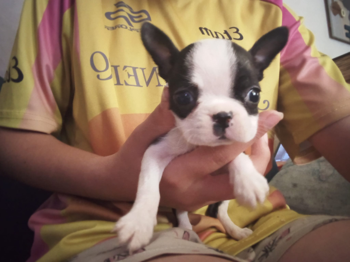 Aurélia Guinchard - Chiots disponibles - Boston Terrier