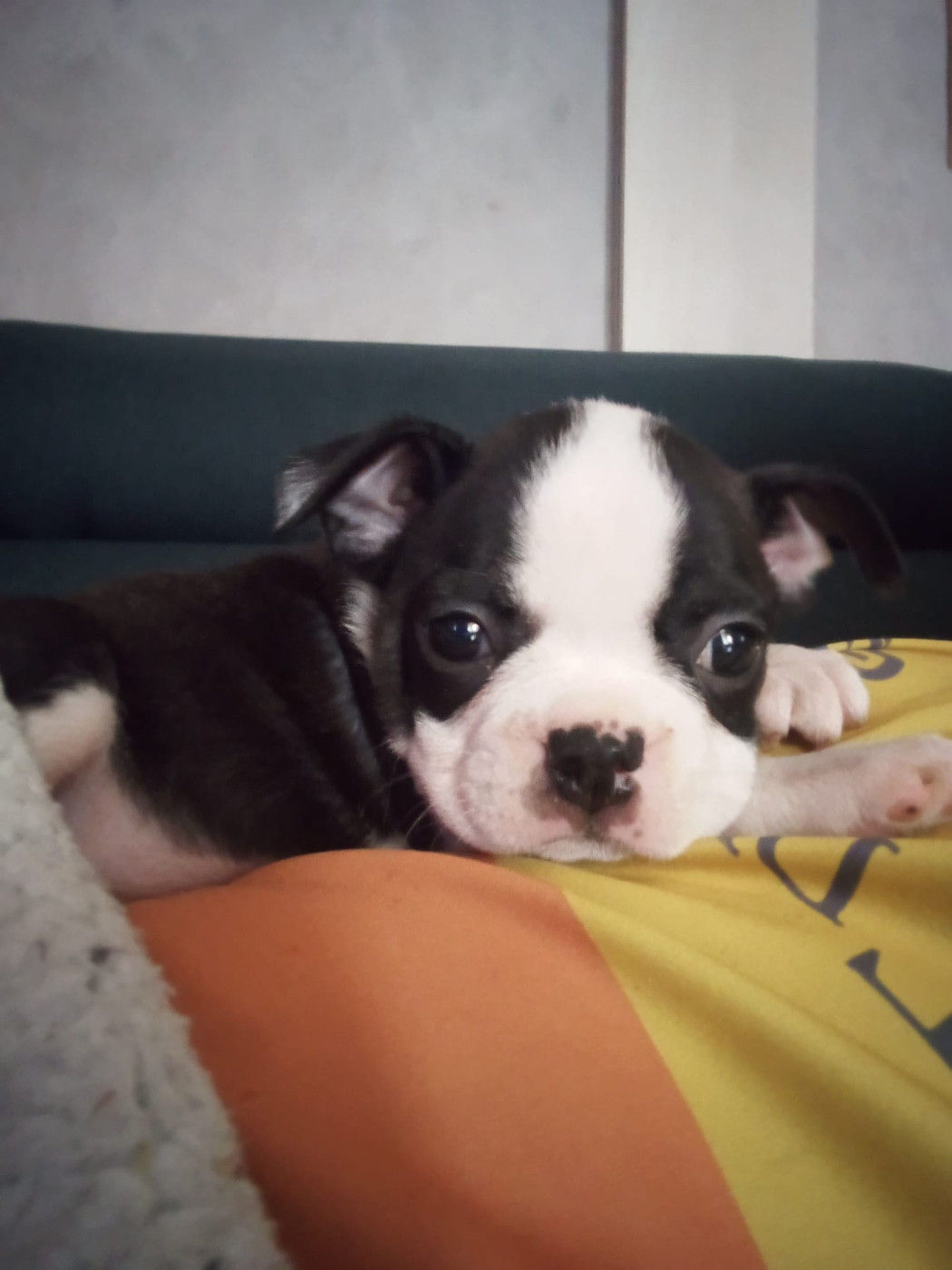 Aurélia Guinchard - Chiots disponibles - Boston Terrier