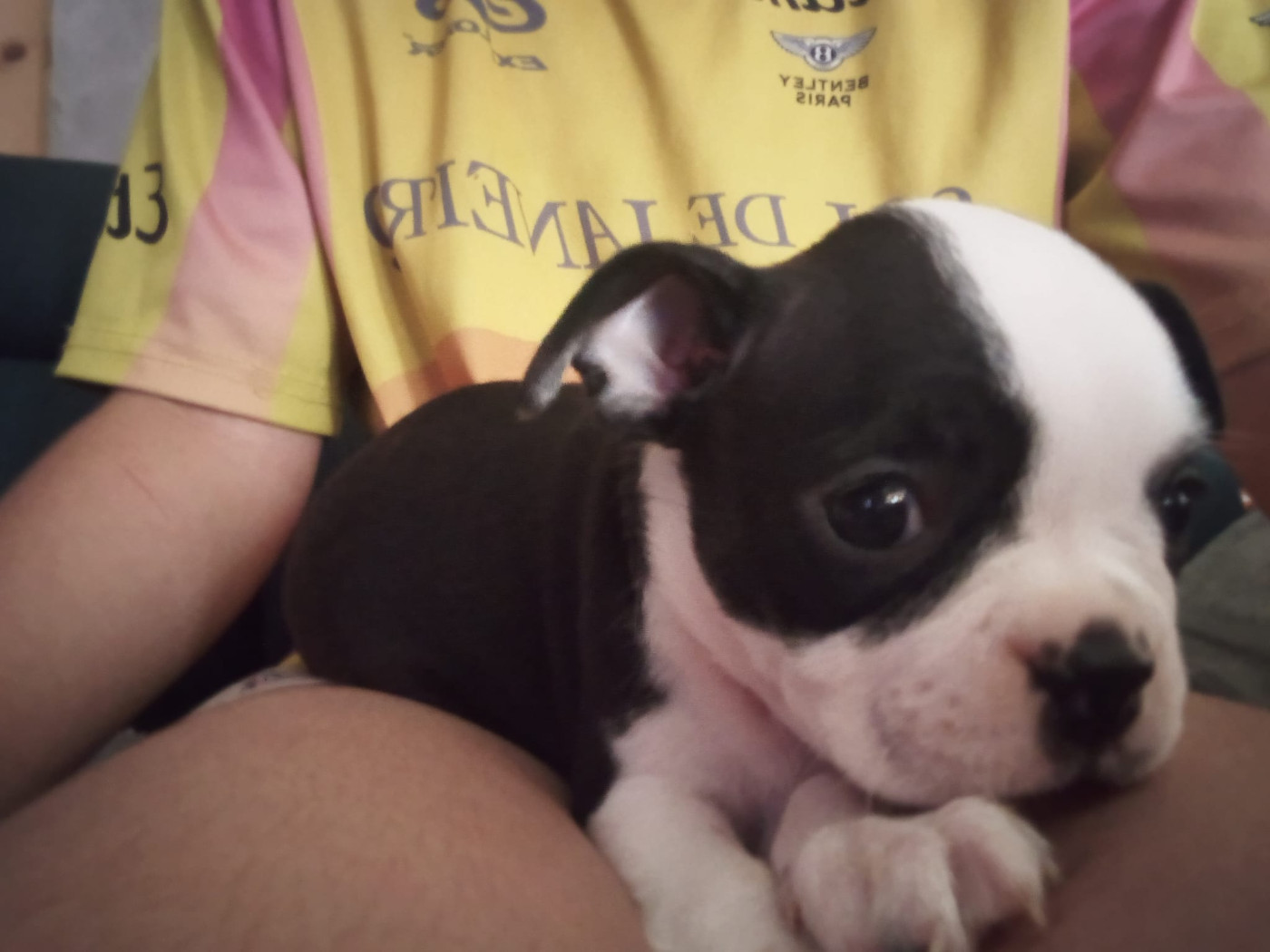 Aurélia Guinchard - Chiots disponibles - Boston Terrier
