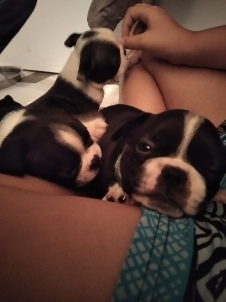 Aurélia Guinchard - Boston Terrier - Portée née le 29/08/2021