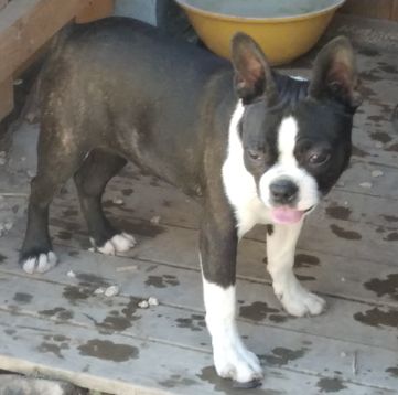 Aurélia Guinchard - Boston Terrier - Portée née le 25/11/2024