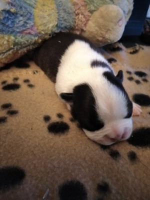 CHIOT 1