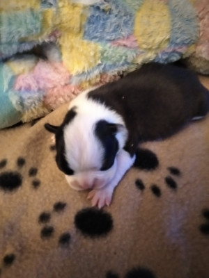 CHIOT 3