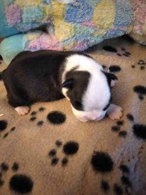 CHIOT 4
