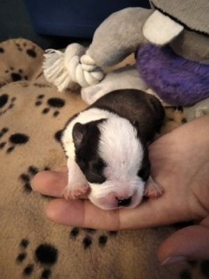CHIOT 5