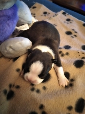 CHIOT 6
