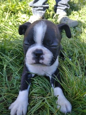 CHIOT