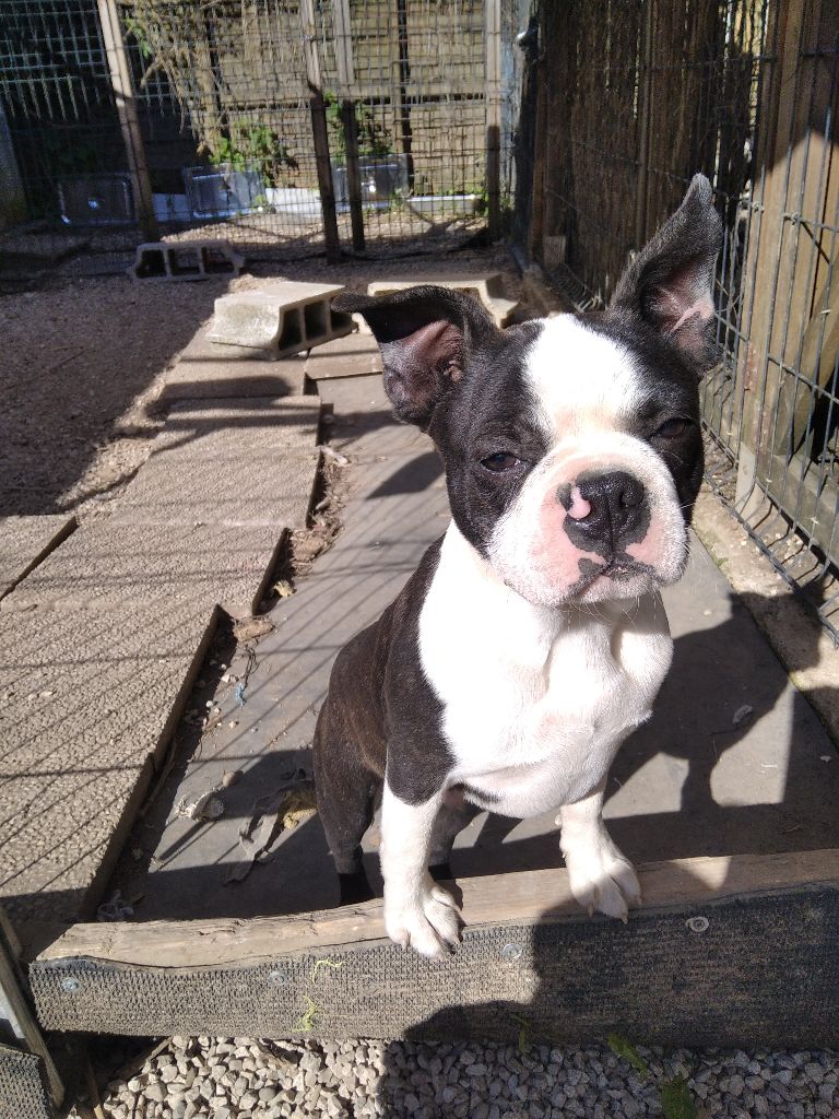 Aurélia Guinchard - Chiots disponibles - Boston Terrier